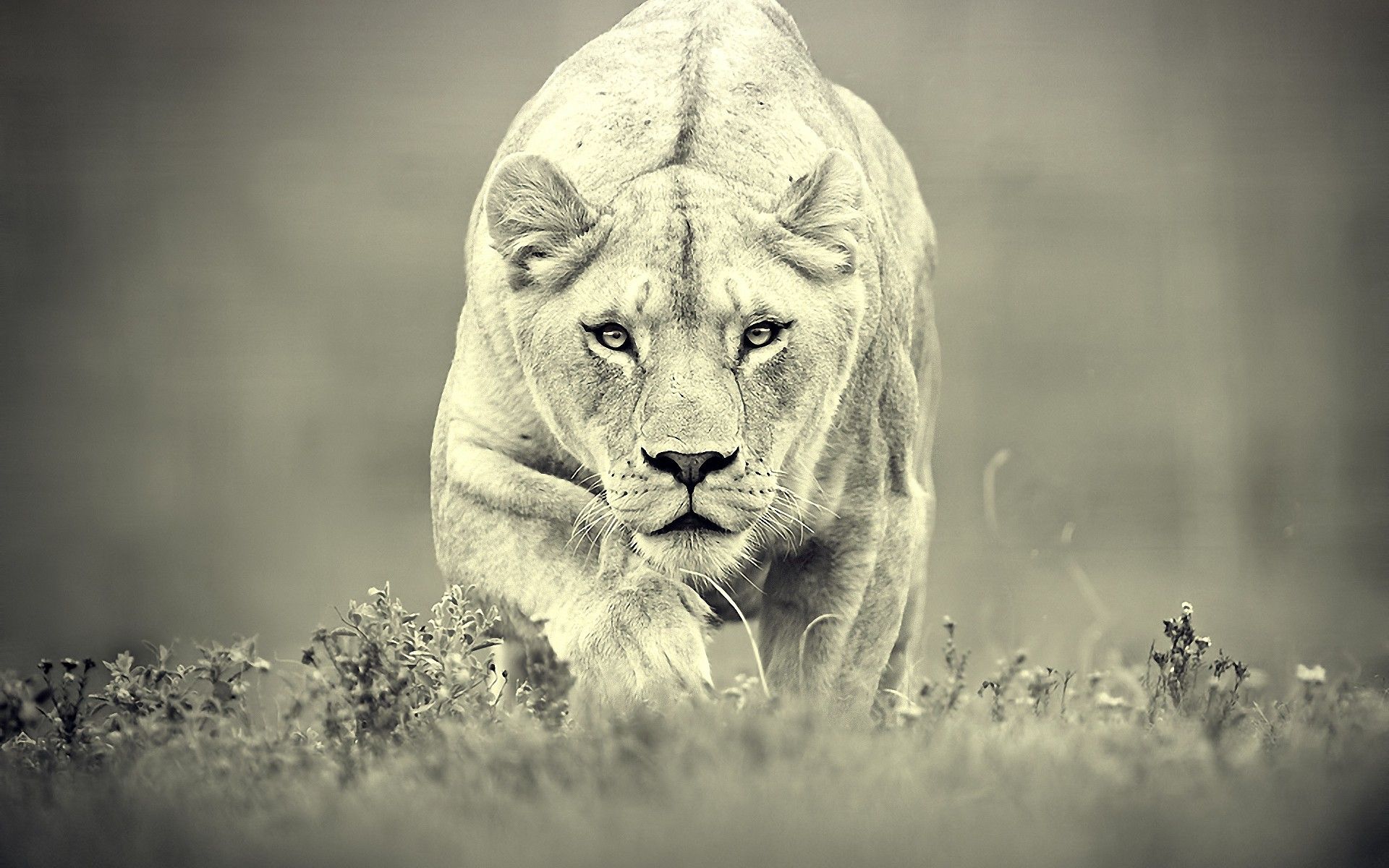 Lioness Background White Wallpaper