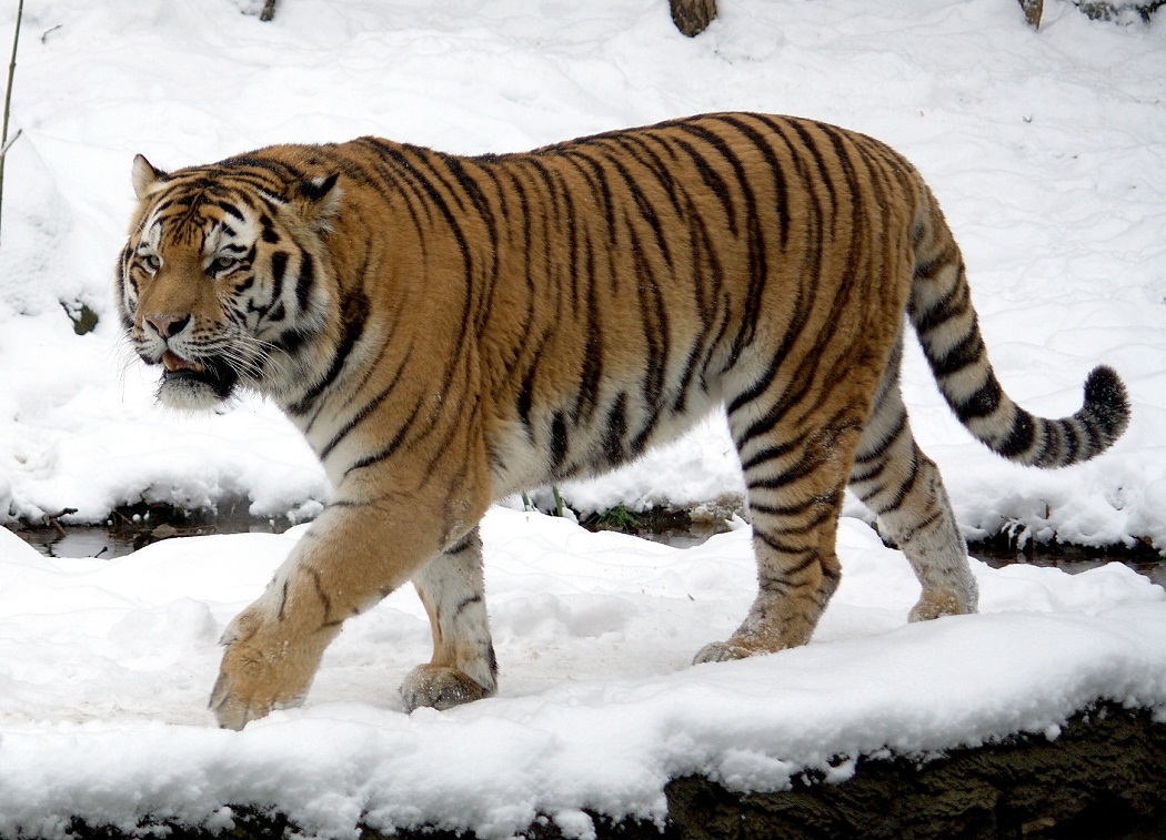Siberian Tiger Facts Cubs Habitat Diet Adaptations Pictures