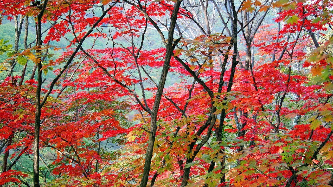 New Desktop Wallpaper Autumn Scenery In Ne China S Liaoning