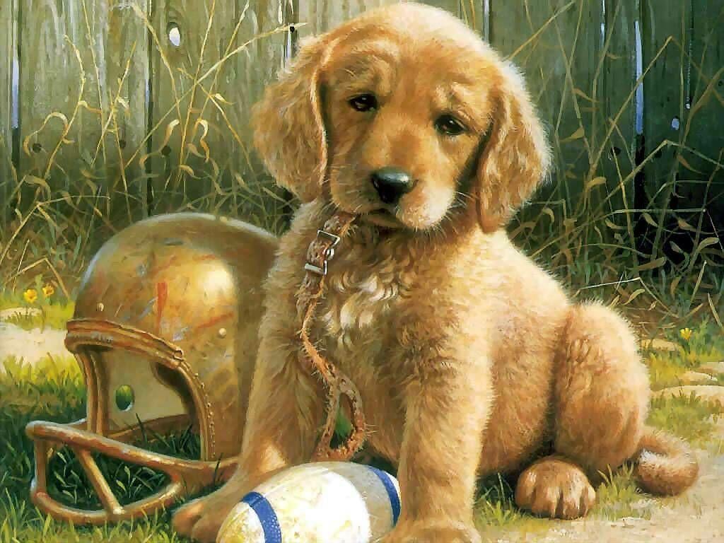 Zoo Park Cute Puppies Wallpaper Puppy For Desktop