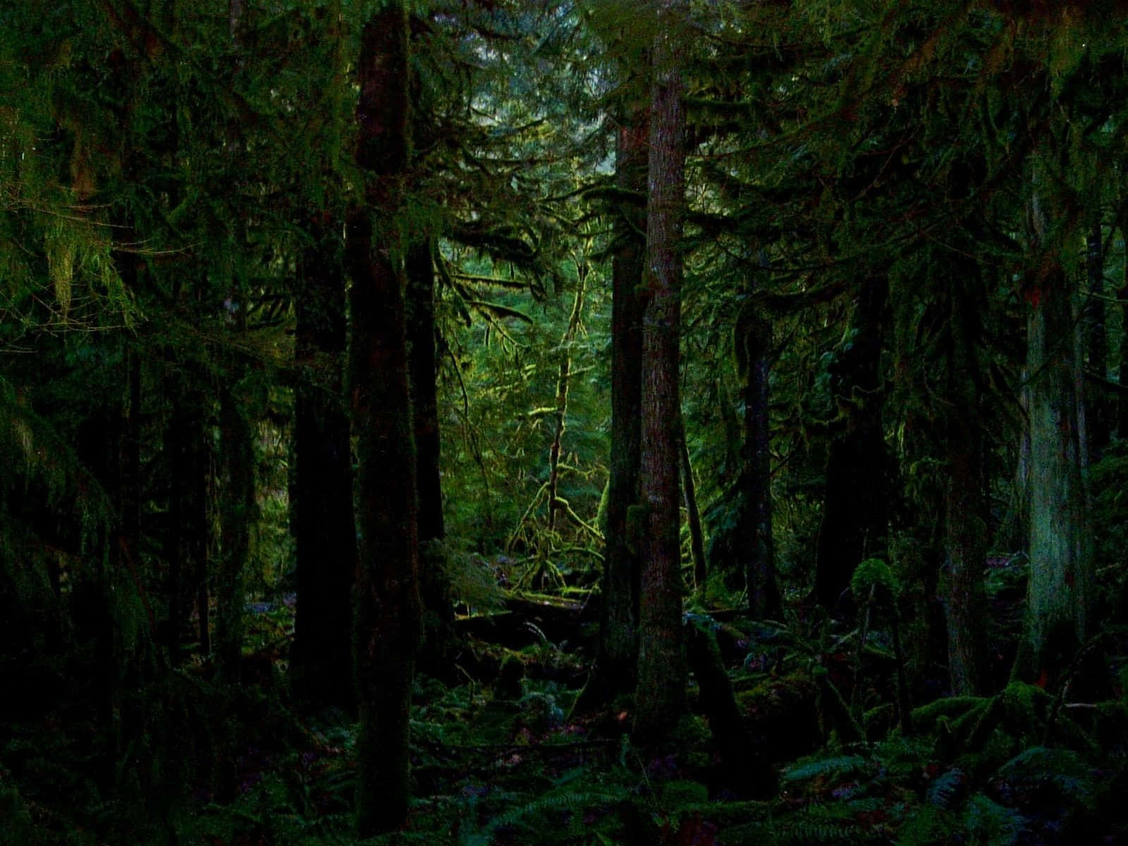 Dark Green Forest Wallpaper