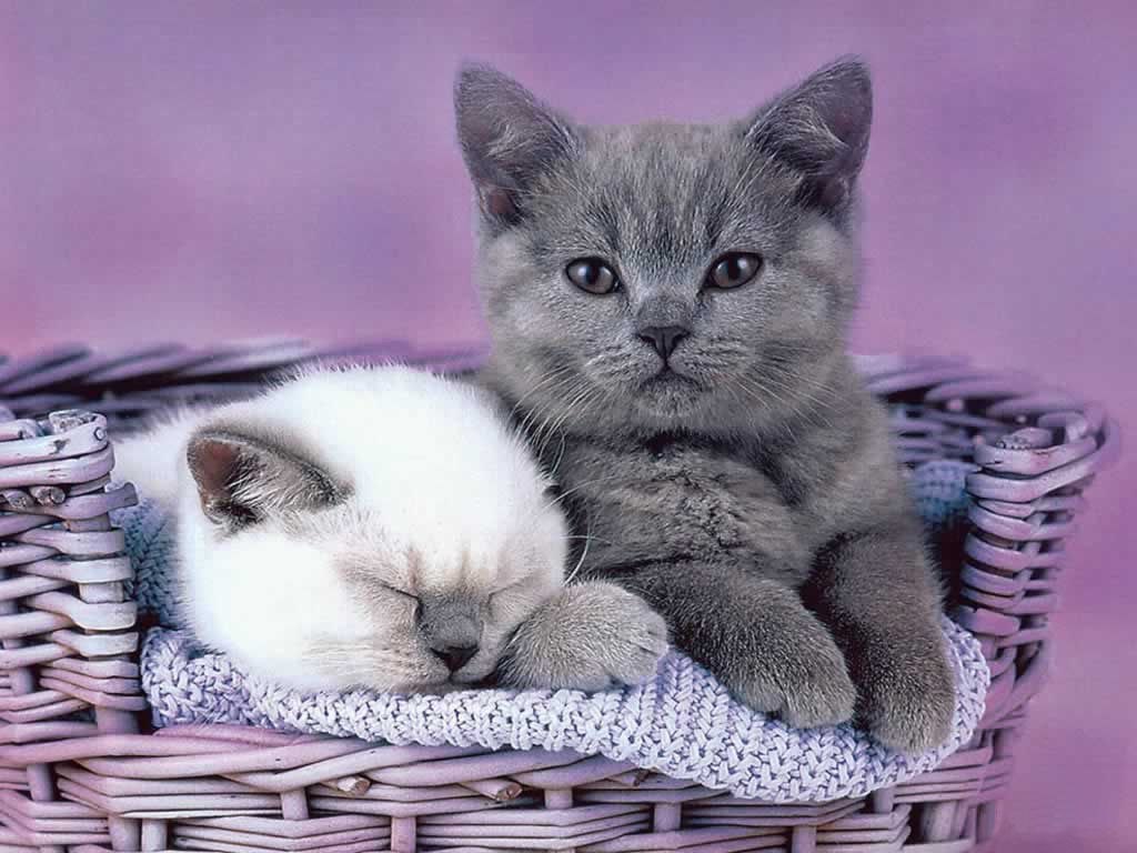 Cute Funny Kitten New Pictures Image And Animals