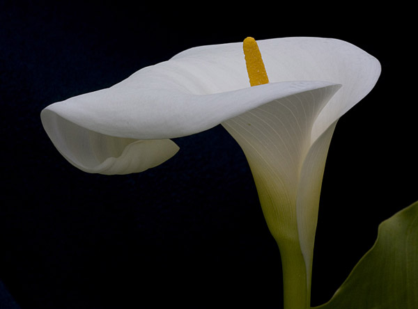 Calla Lily Flowers Wallpaper Desktop Background By