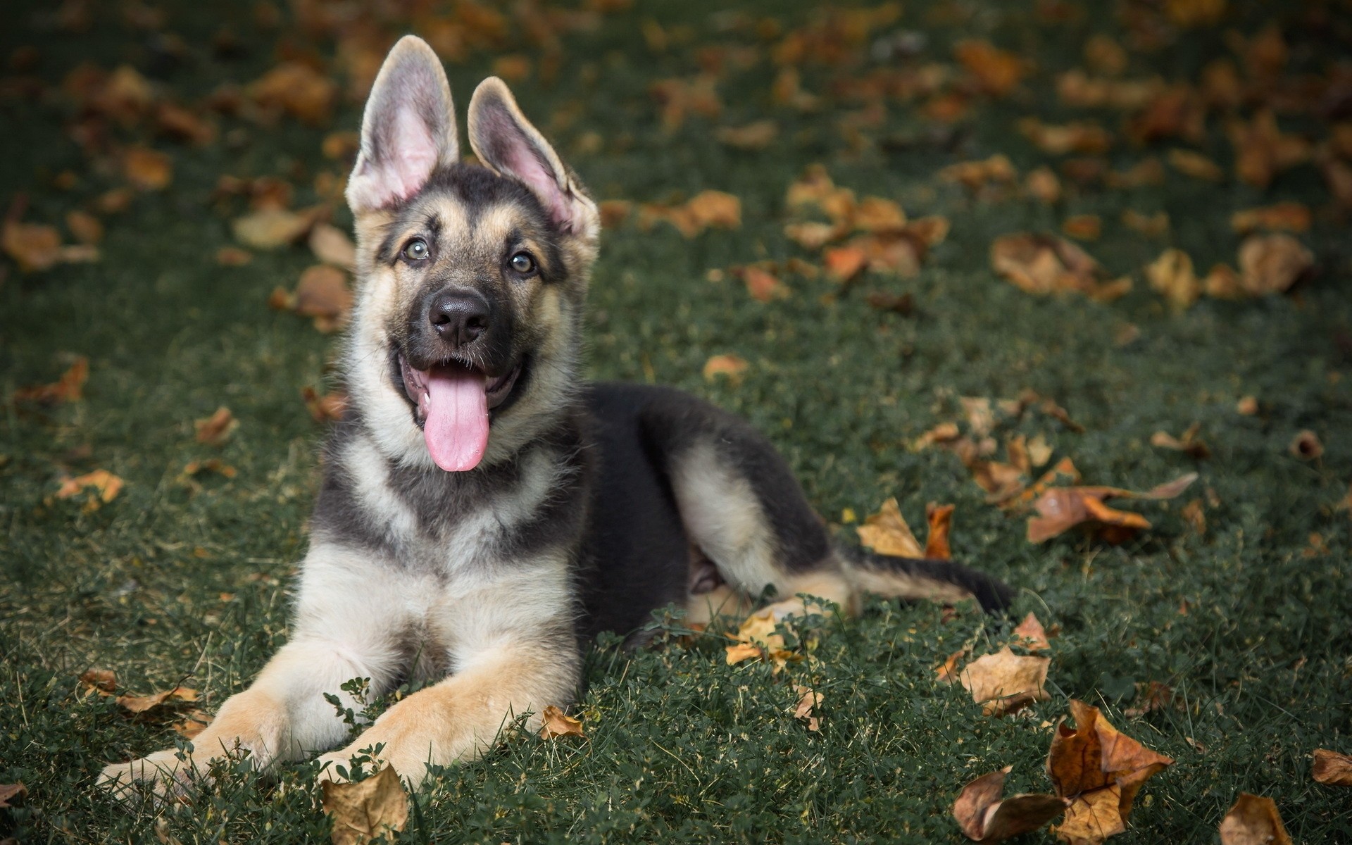 Dog German Shepherd Animals Picsfab Desktop Wallpaper