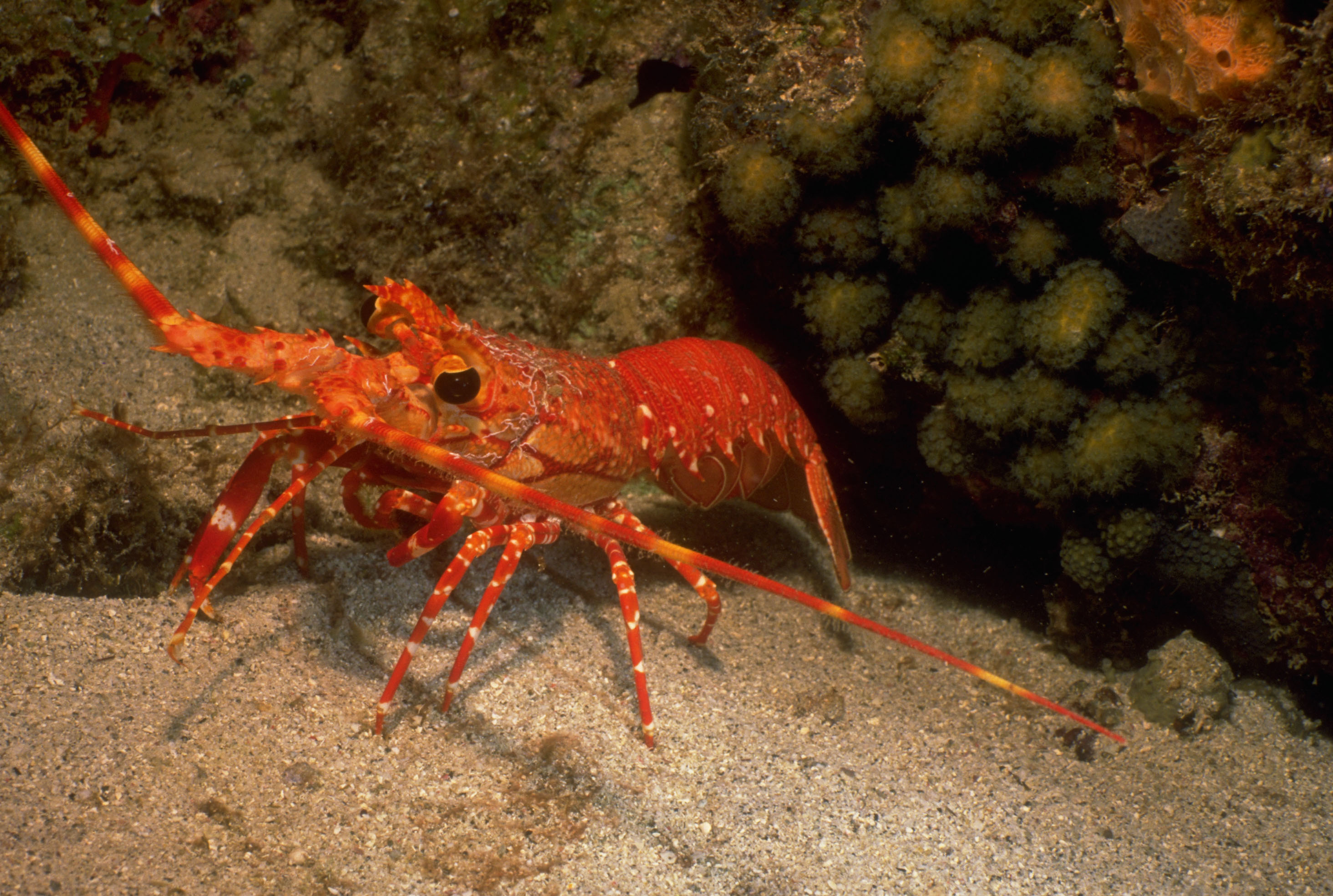 Stunning HD Crustacean Wallpaper