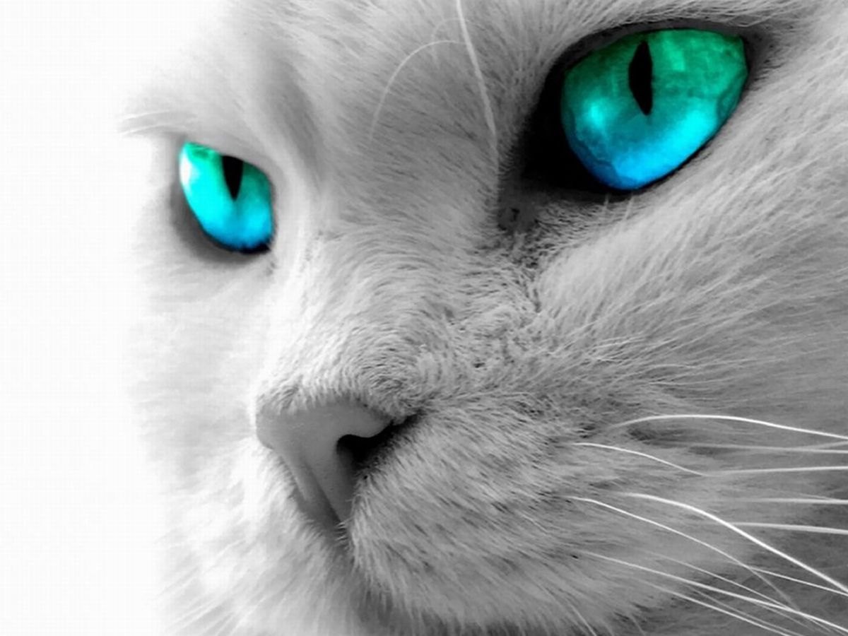 Black Cat Eyes Wallpapers Blue Cat Eyes Yellow Cat Eyes Green Red