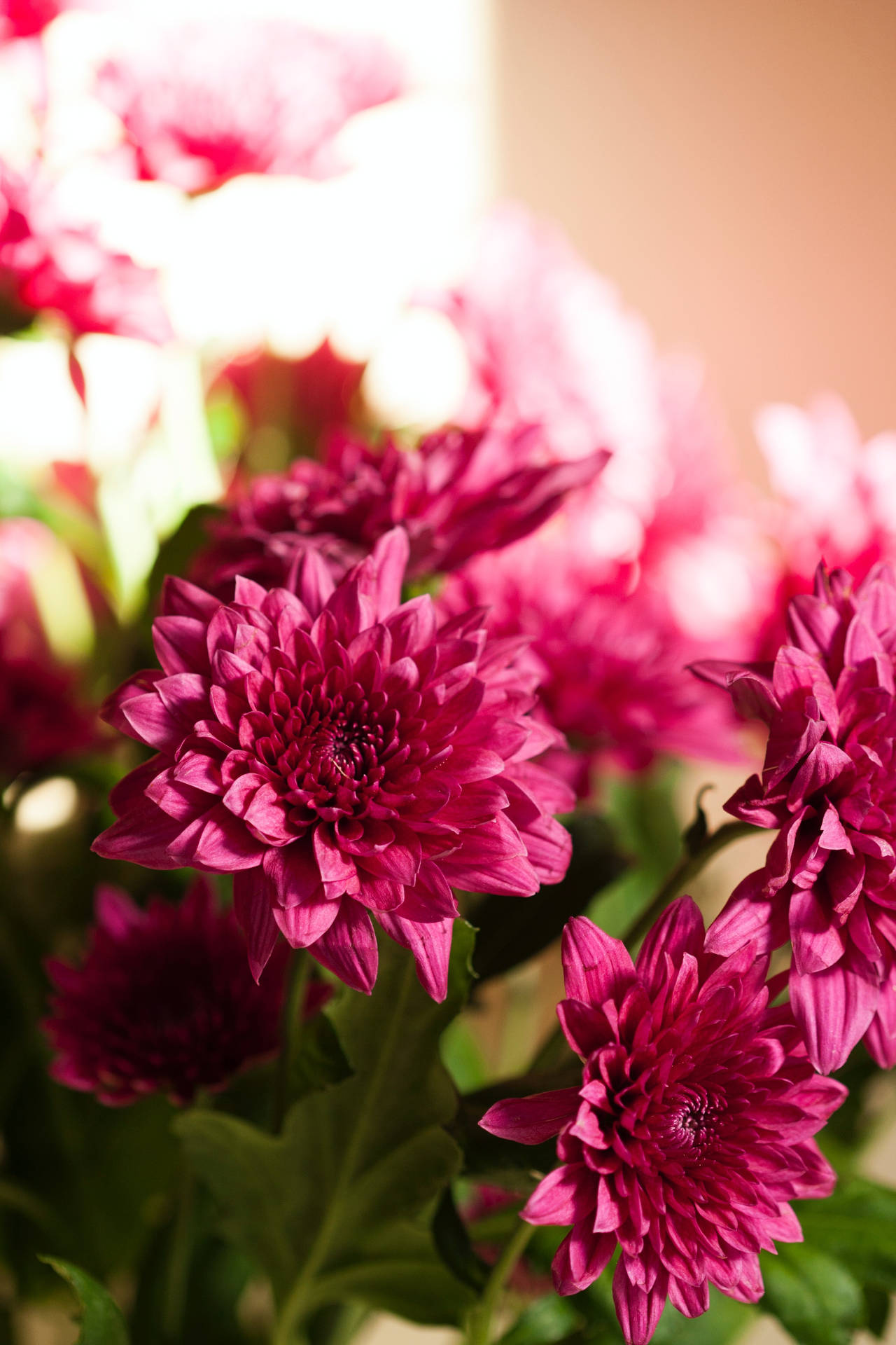 Pink Flowers Aesthetic Wallpaper