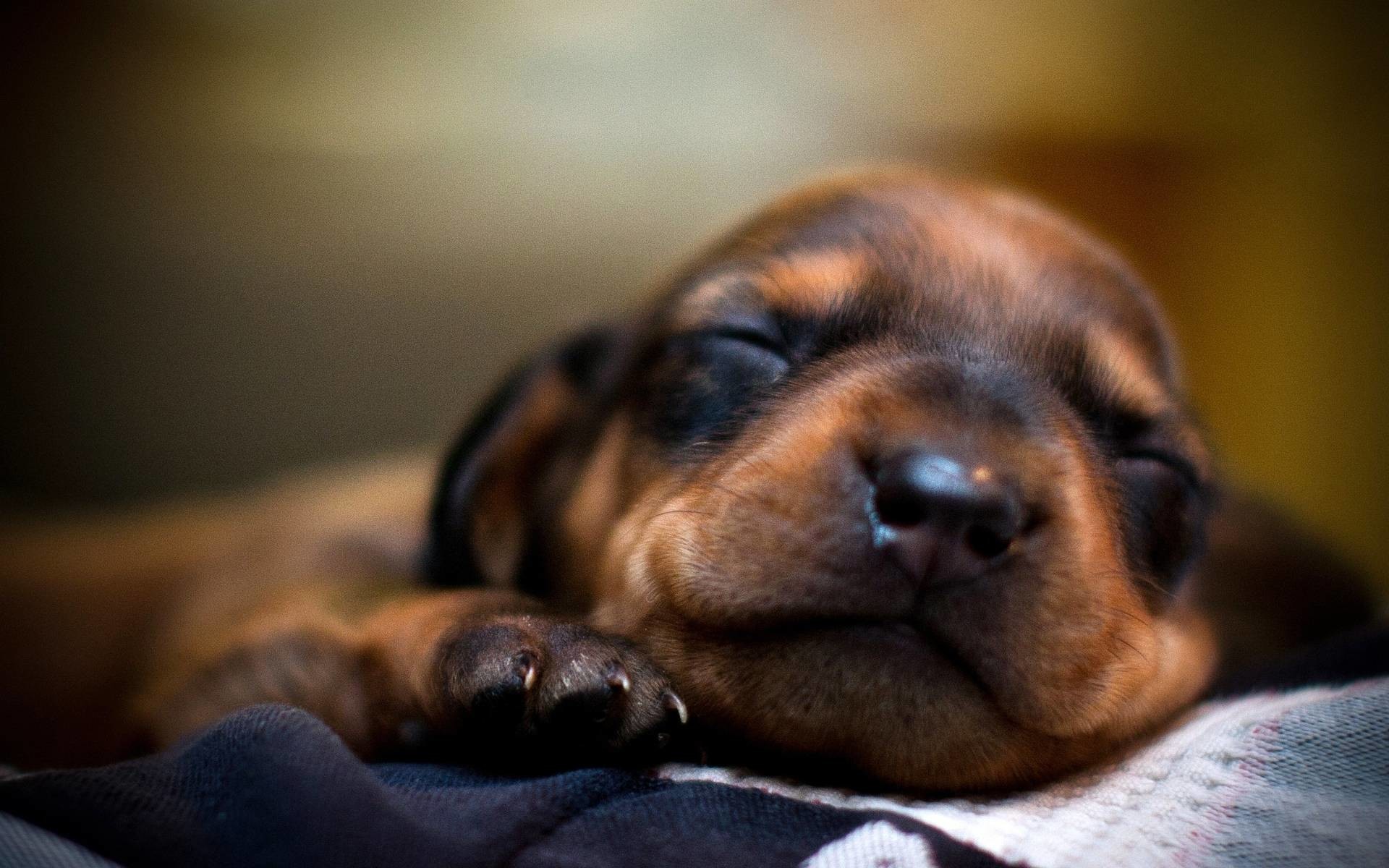 Weiner Dog Wallpaper