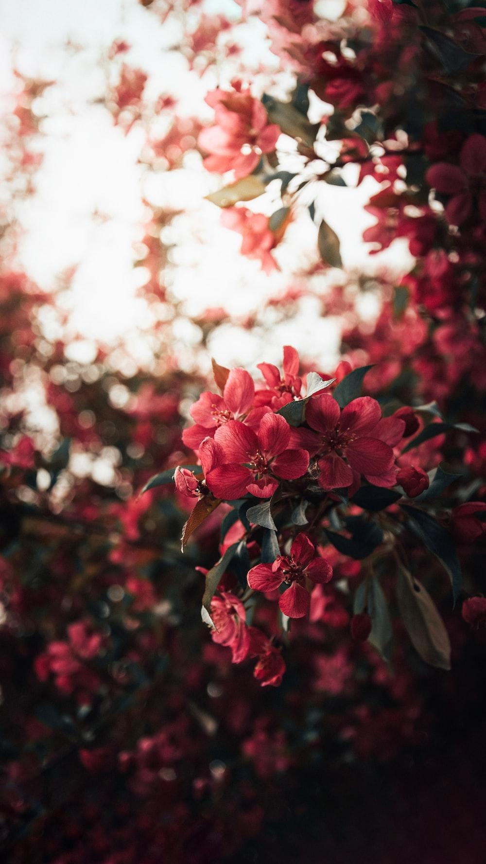 A Bunch Of Red Flowers That Are On Tree Photo Spring