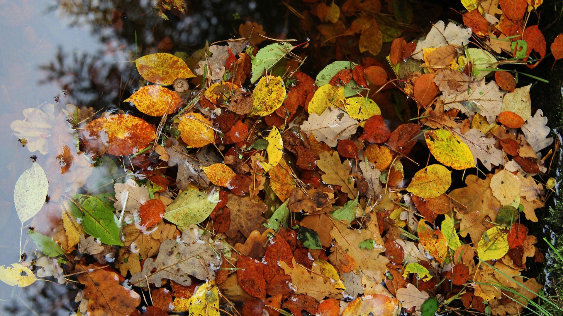 Autumn Fall Foliage Wallpaper HD