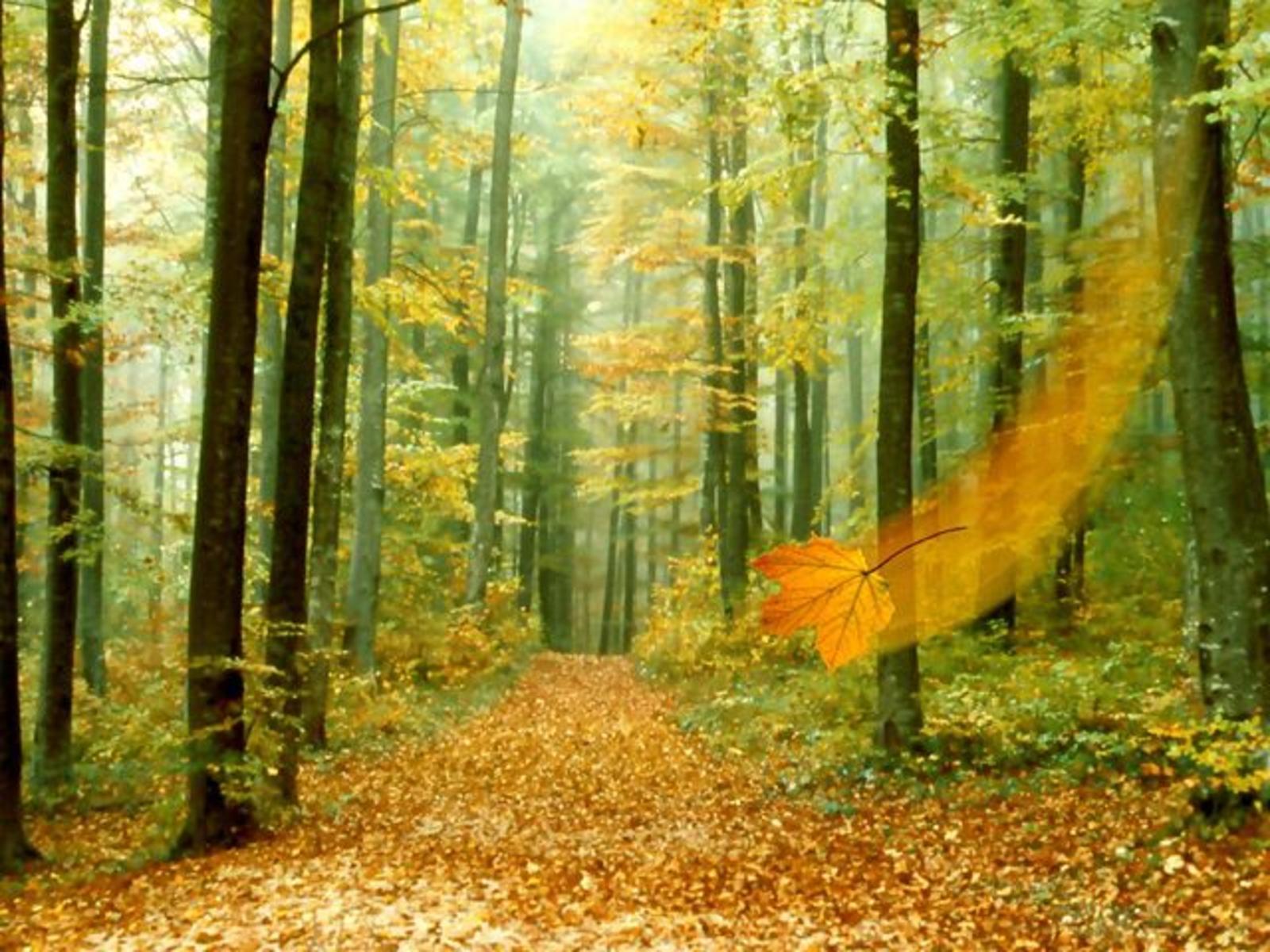 Fall Background Desktop Forest Wallpaper