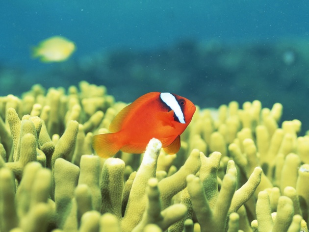 Coral Reef Teeming With Tropical Fish Okinawa Japan