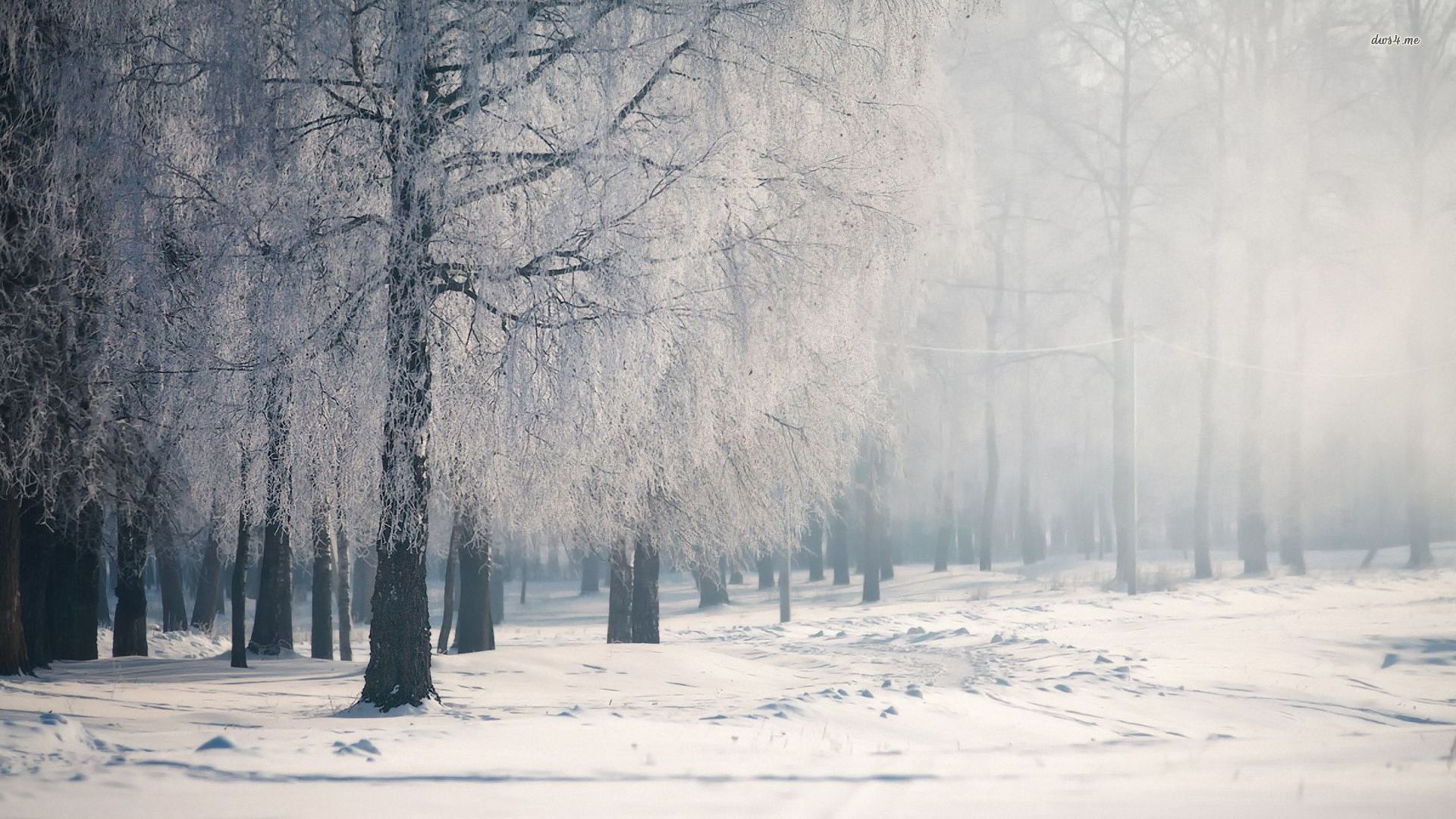 Winter Forest Wallpaper Image Photos Picture