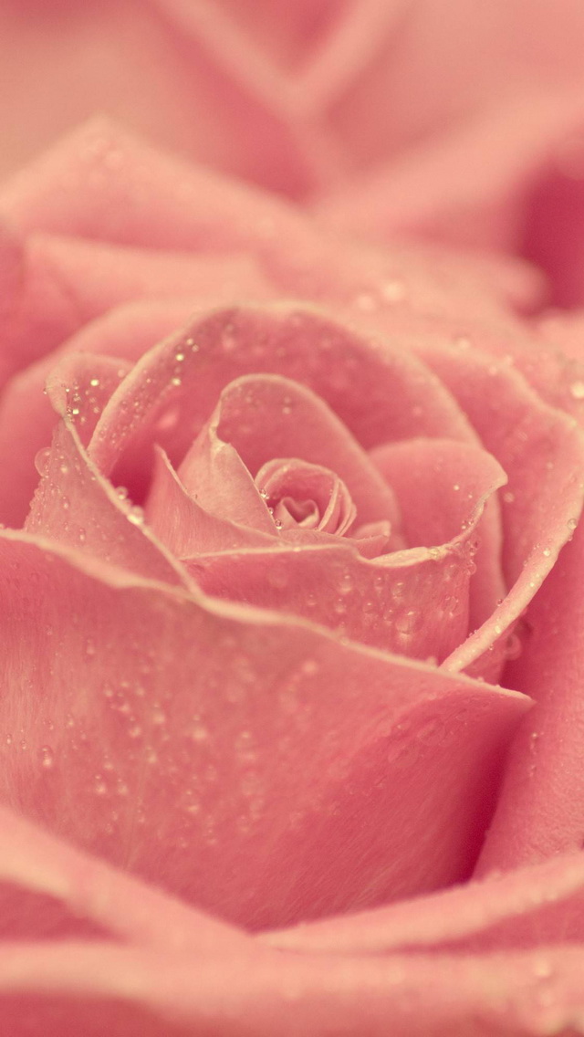 Pink Rose iPhone 5s Wallpaper Best