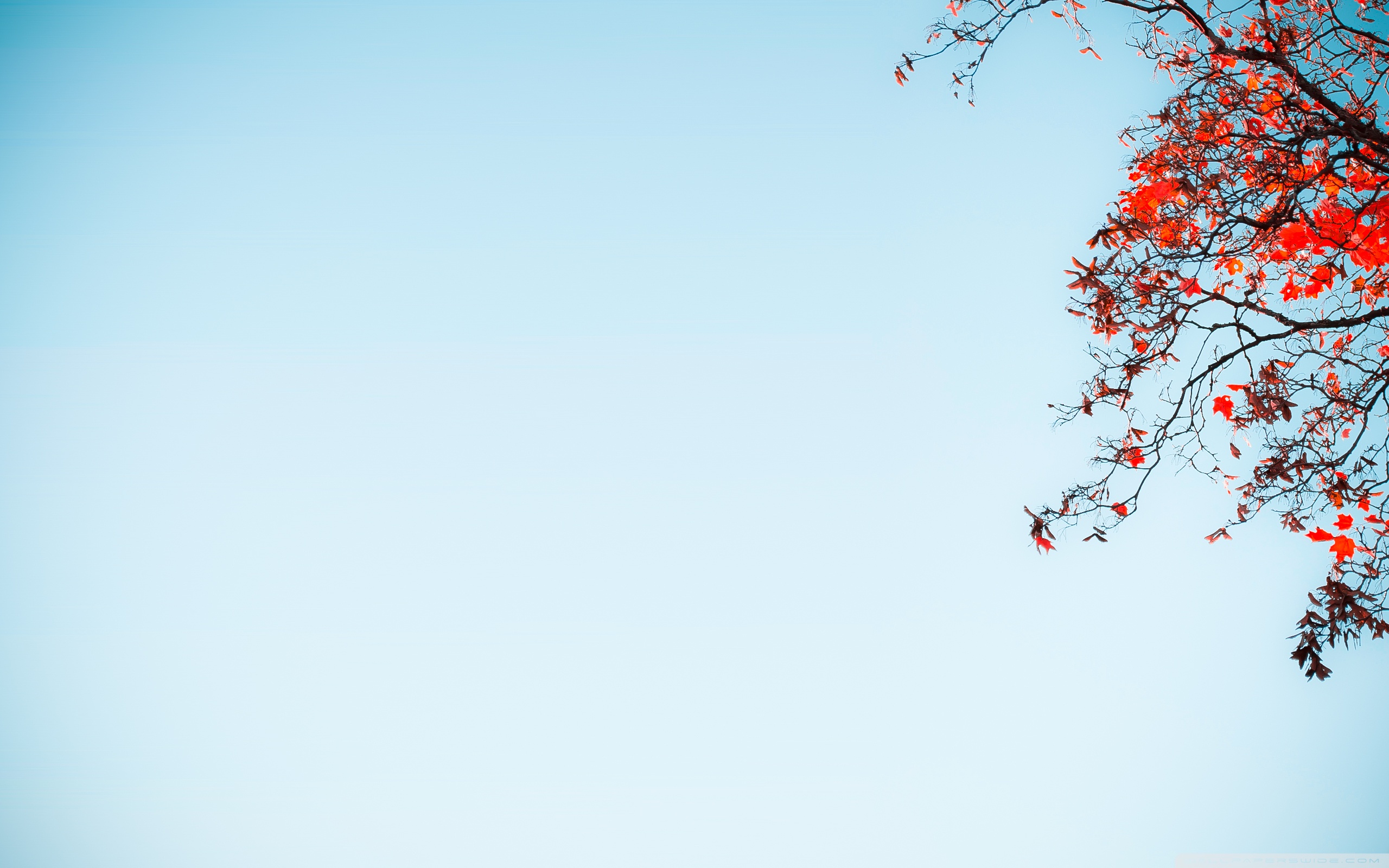 Free download Red Tree Against A Blue Sky Ultra HD Desktop Background  Wallpaper [2560x1600] for your Desktop, Mobile & Tablet | Explore 24+ Tree  and Sky Wallpapers | Sky Wallpaper, Sky Background, Sky Backgrounds