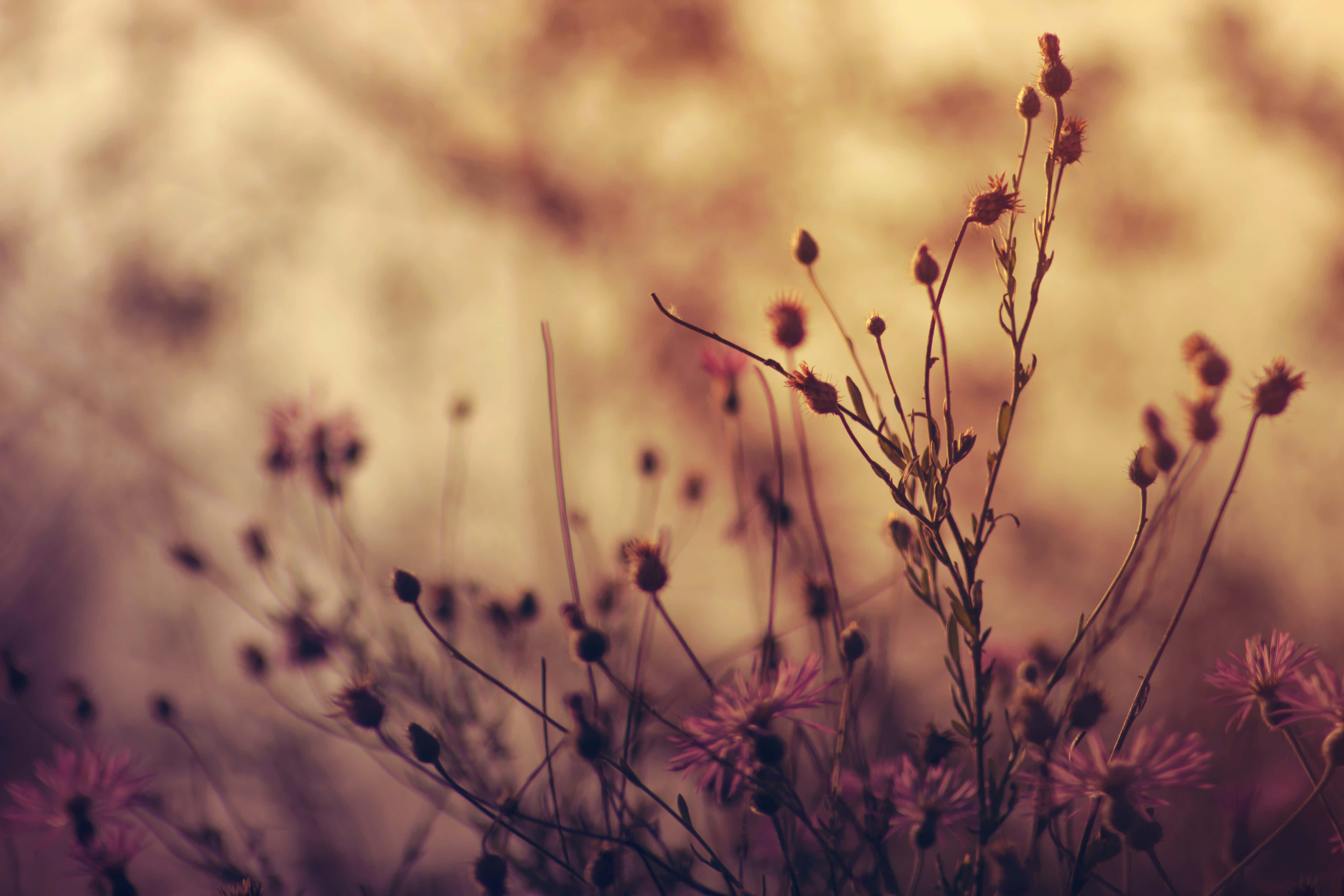 Wildflowers Zzy6xitowspaz2u9 Wallpaper