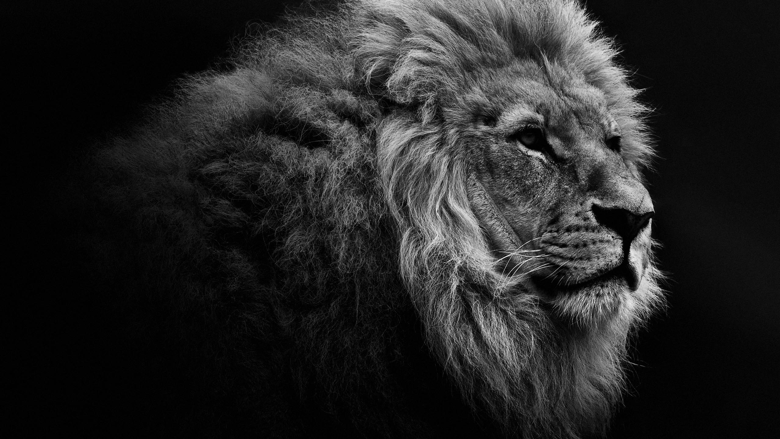 Black and white close-up of a male lion's face and mane against a dark background