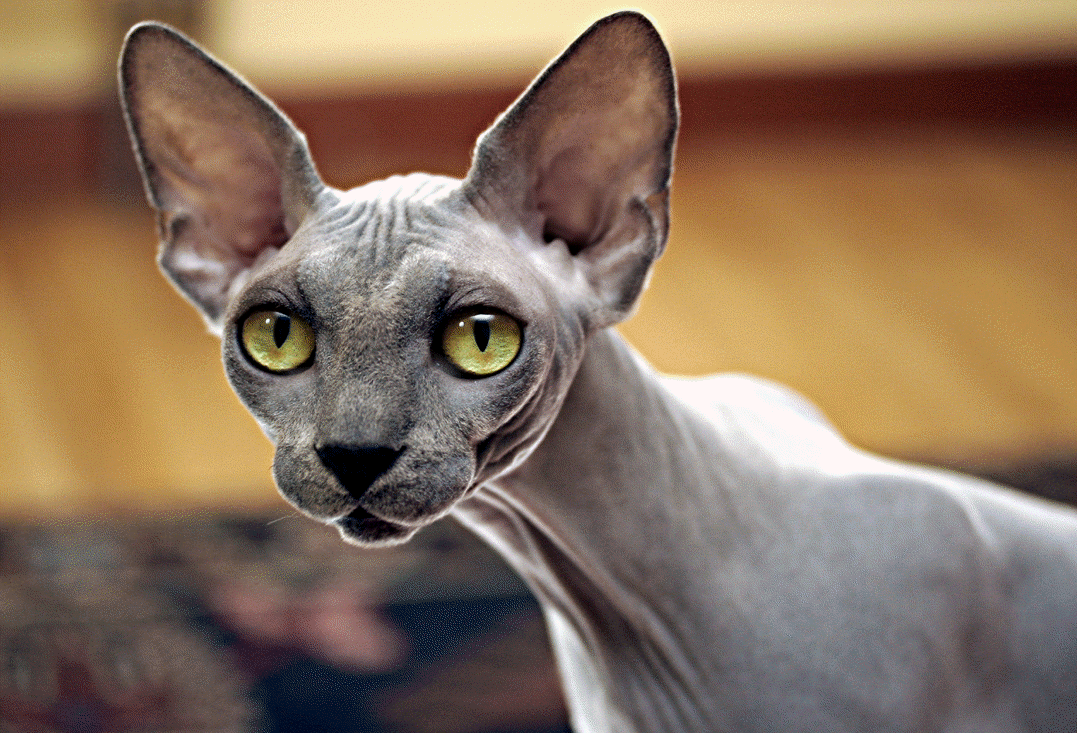 Bonny Sphynx Photo And Wallpaper Beautiful Pictures