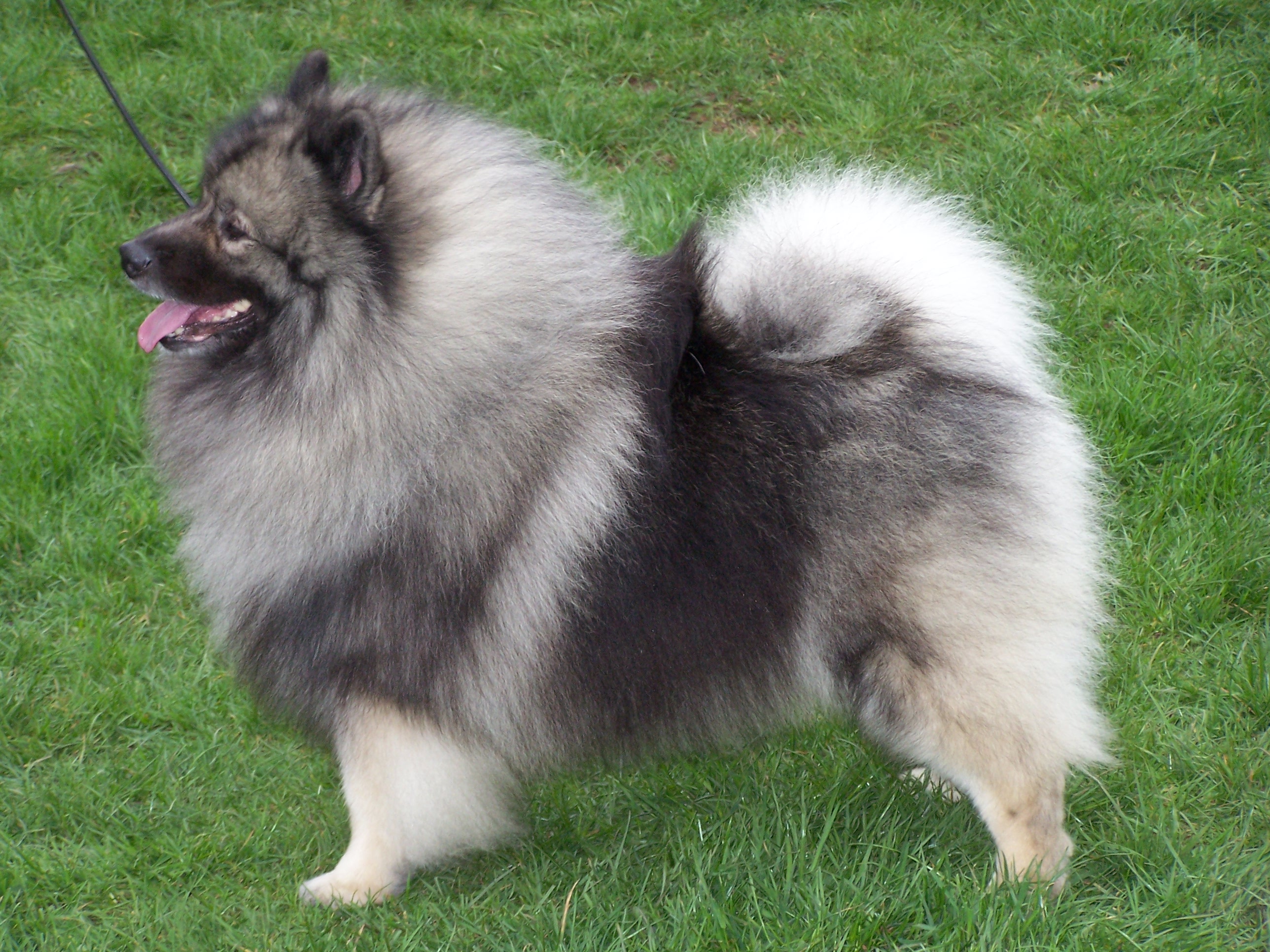Keeshond Dogs Breeds