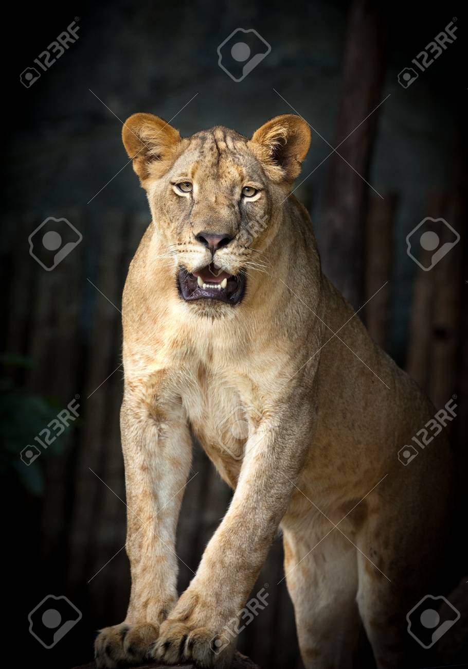 Lioness With Black Background Stock Photo Picture And Royalty