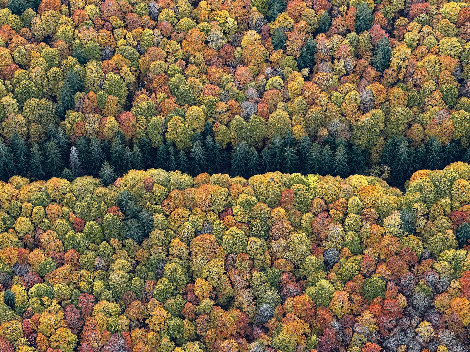 Dense Autumn Trees Blanket A Mountainous Bavarian Forest In