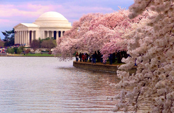 WashingtonDC Cherry Blossoms 2 576x375