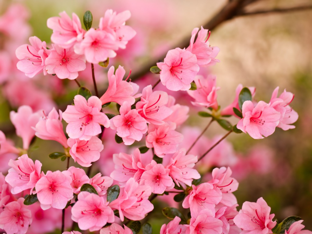 Pink Flowers Wallpapers HD Pictures One HD Wallpaper