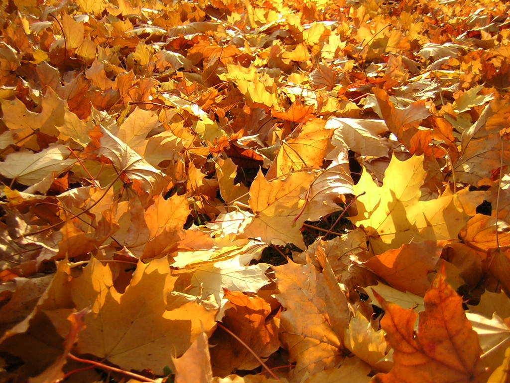 Fall Leaves Background Orange Themes
