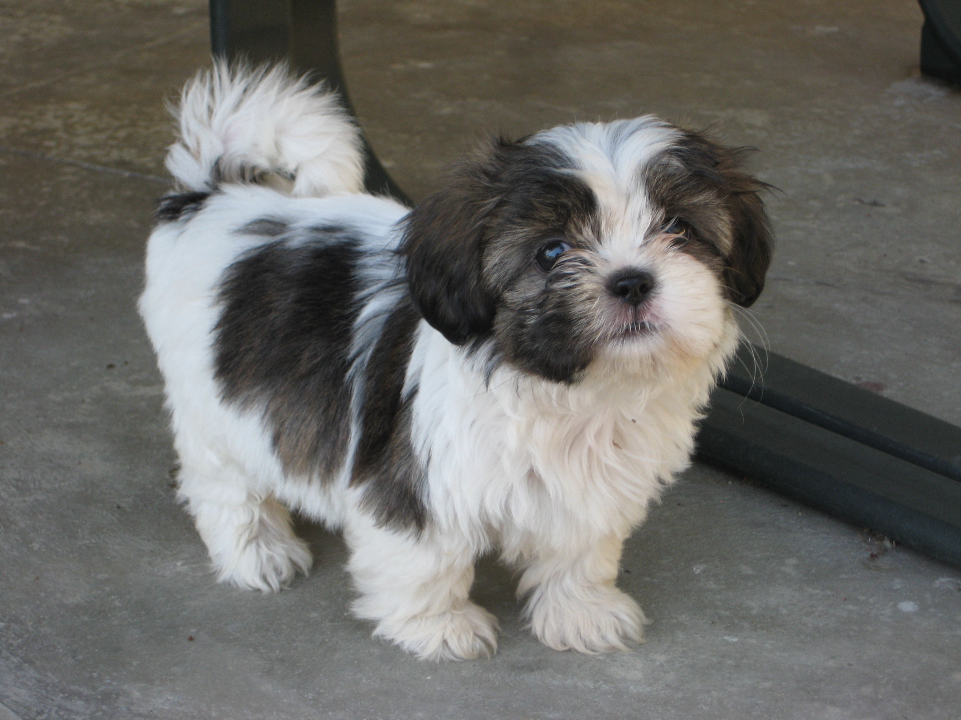 Shih Tzu Dogs And Animals