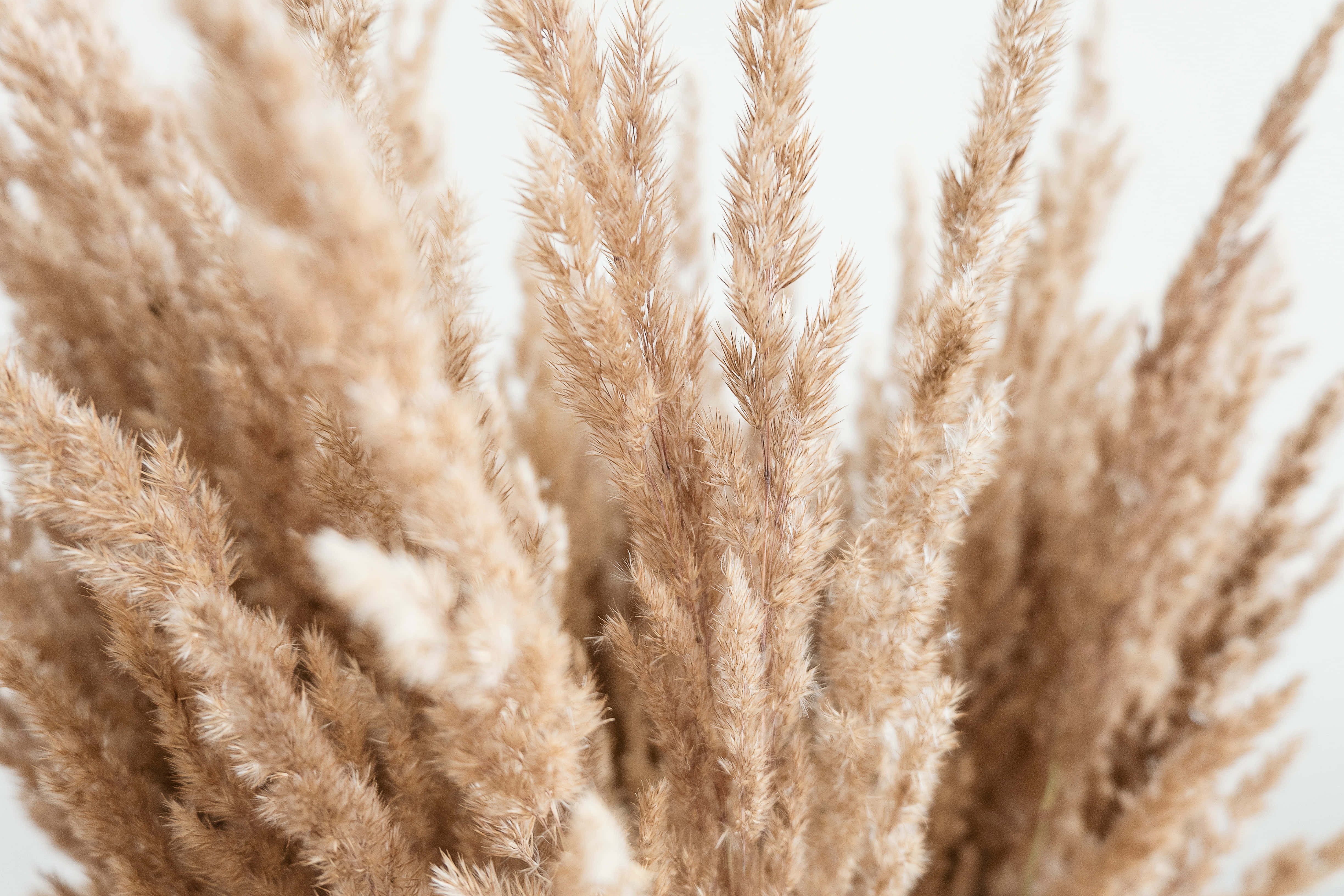 Pampas Grass X Wallpaper