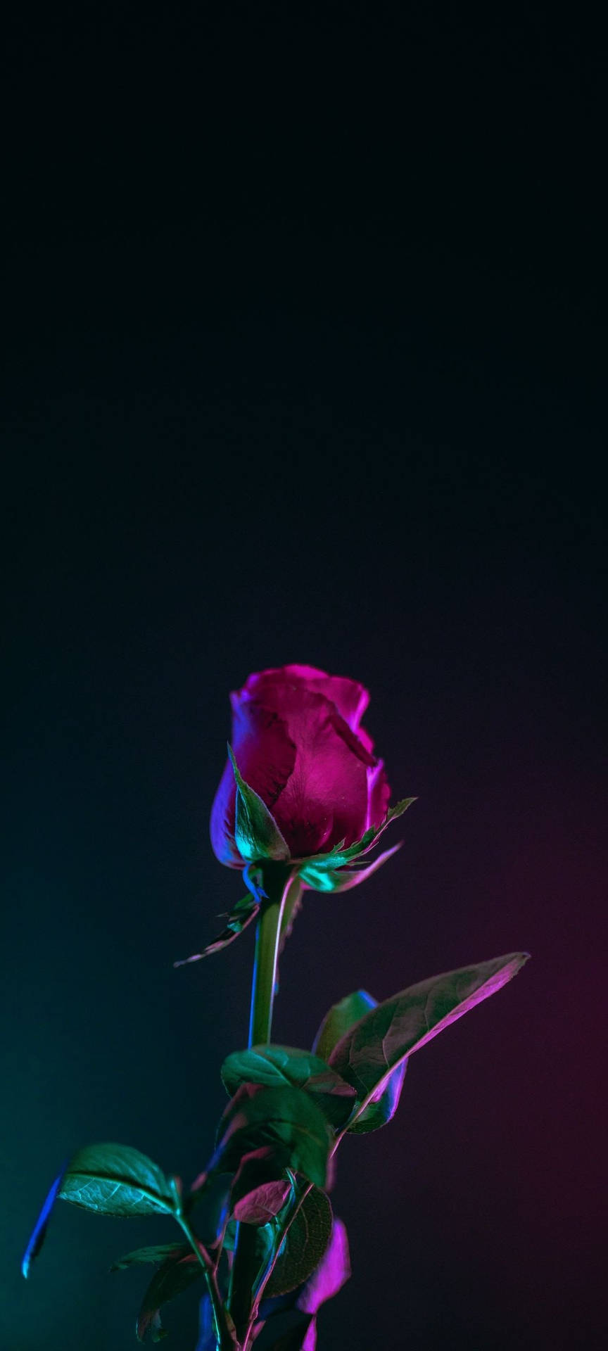 Dark Floral Wallpaper
