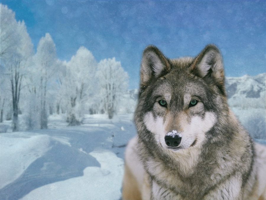 Timber Wolf Wallpaper Winter By Kaito42