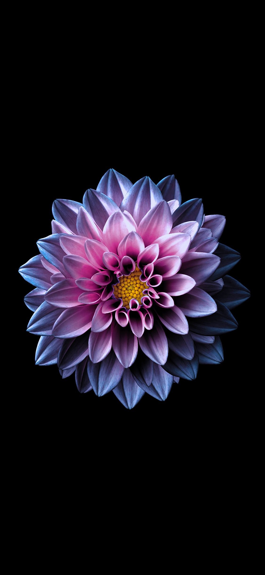 Flor iPhone Wallpaper HD Flower Beautiful Flowers