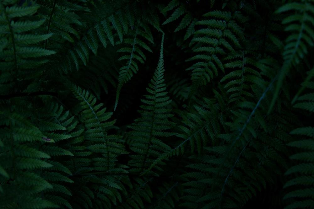 Dark Green Leaves Pictures Image