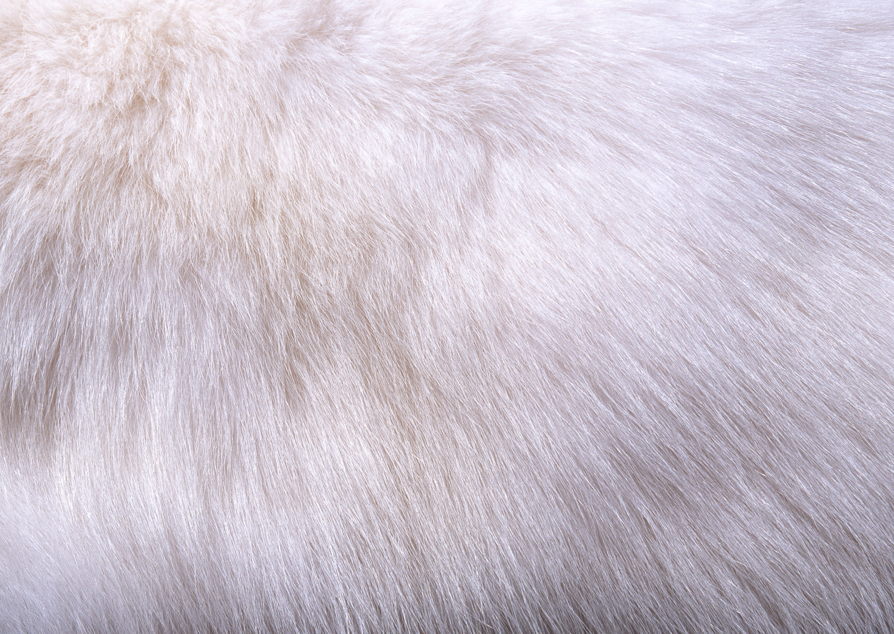 Texture White Fur Background Image