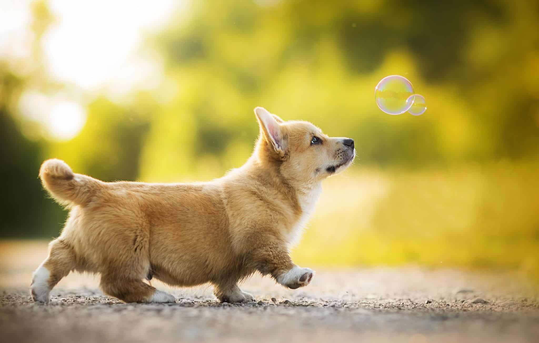 Corgi Wallpaper HD