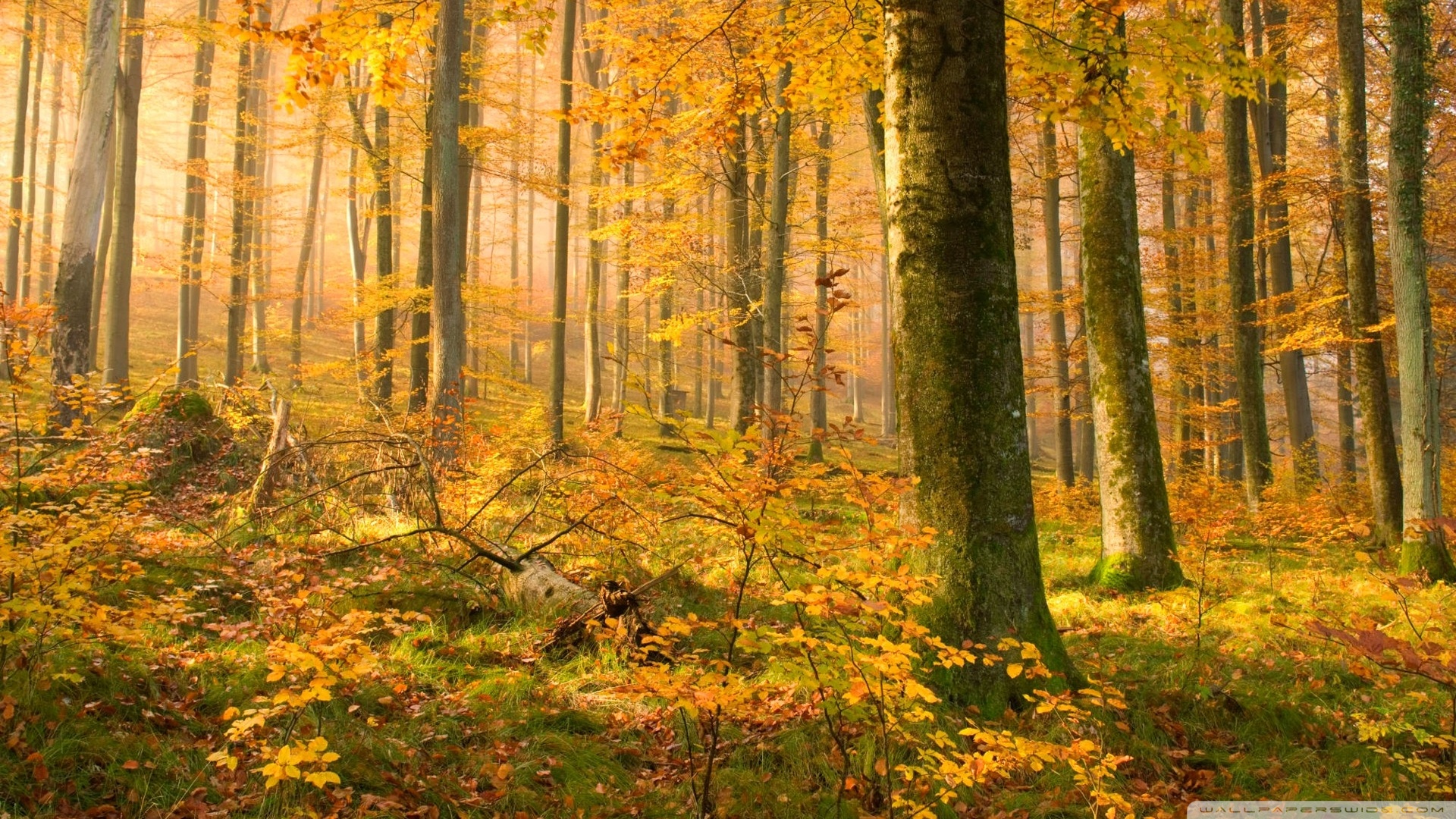 German Forest In Autumn Wallpaper