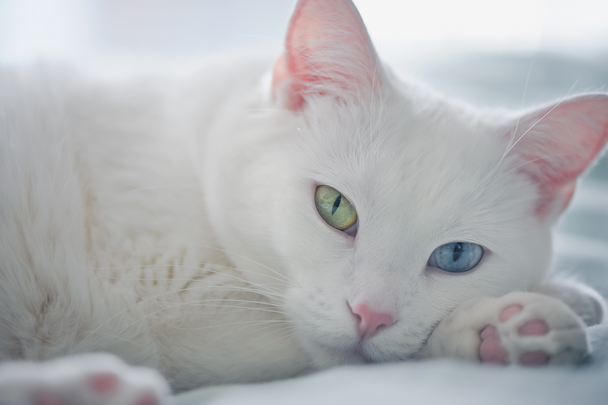 Cat With Different Eyes Is Resting Wallpaper And Image