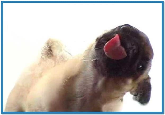 Chihuahua Dog Licking Screen Cleaner Screensaver