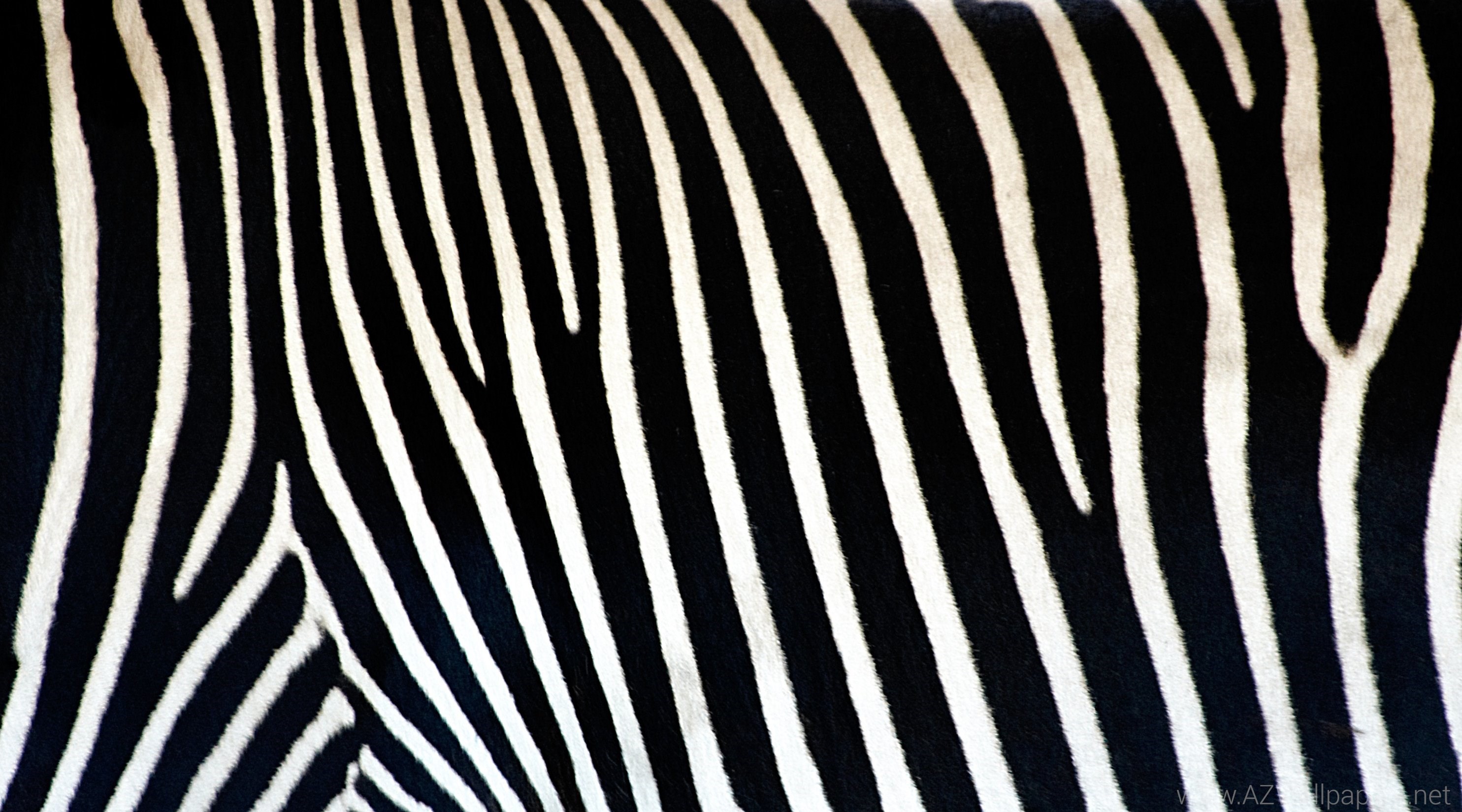 Animal Print Desktop Background Wallpaper