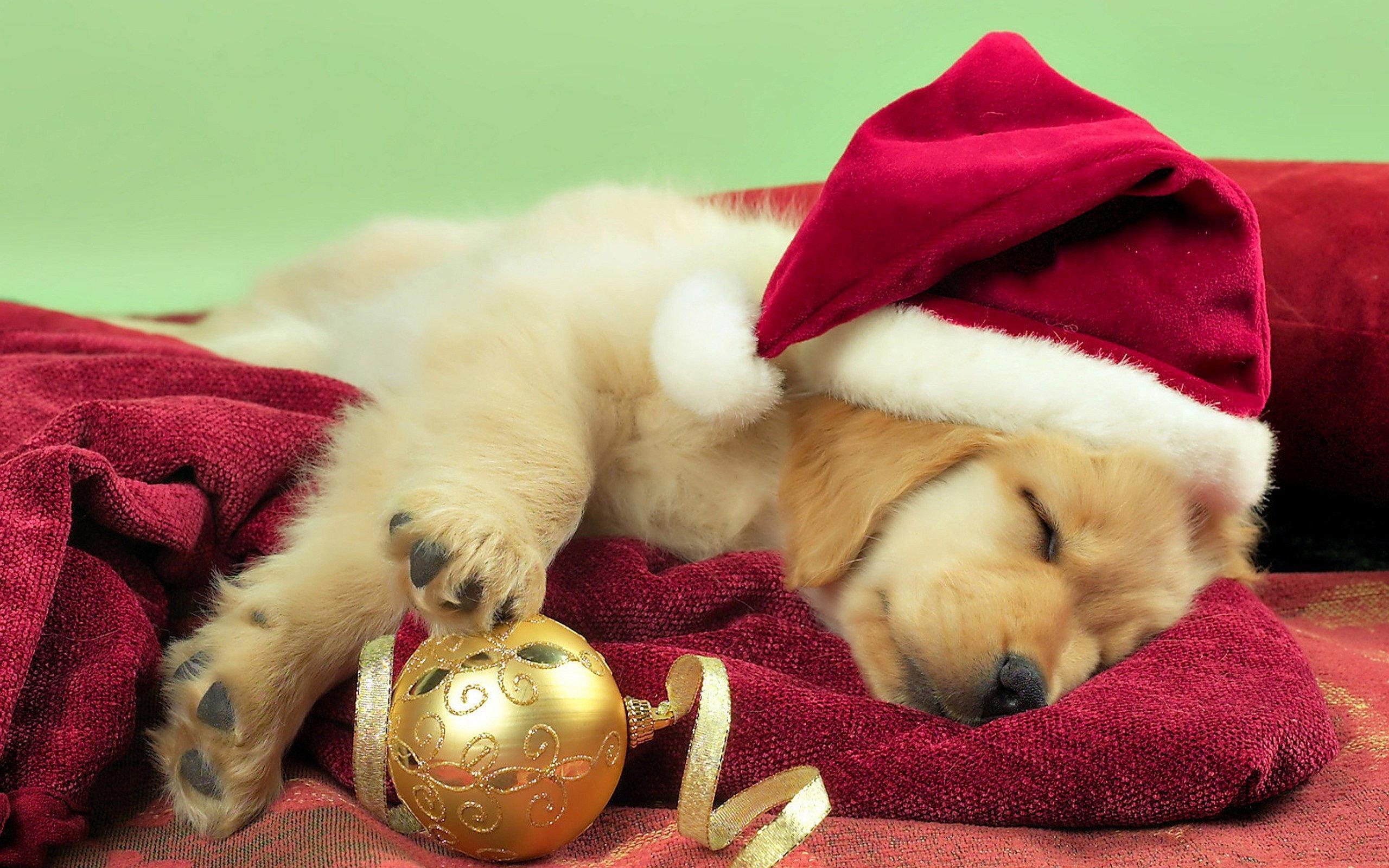 Christmas Dog Desktop Wallpaper Picserio