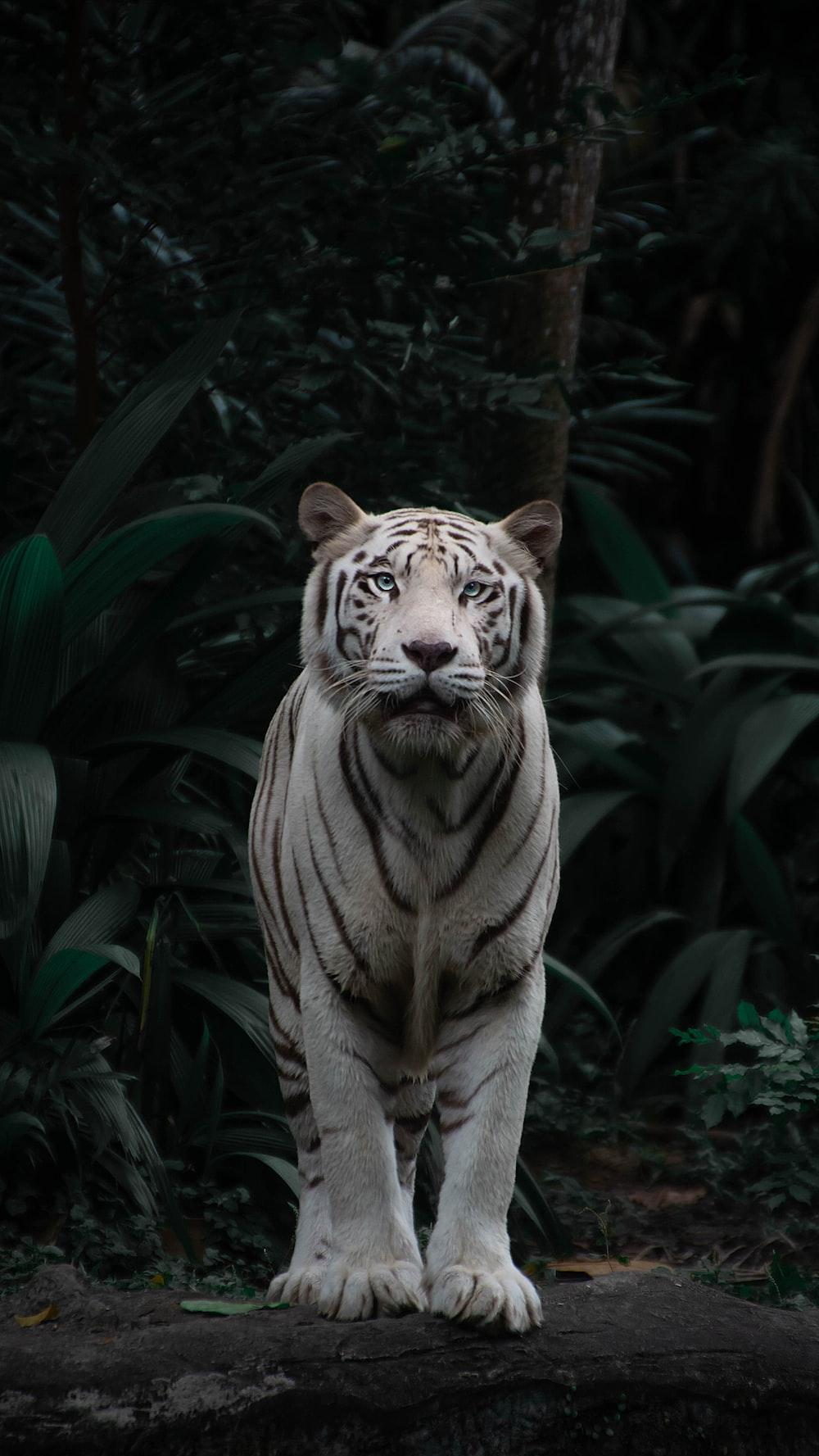 500 White Tiger Pictures [HD] Download Free Images on