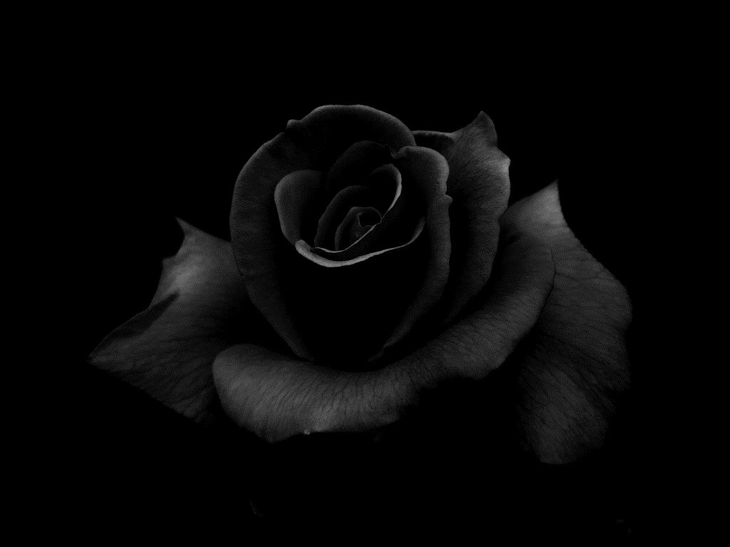 72+] Rose On Black Background - WallpaperSafari
