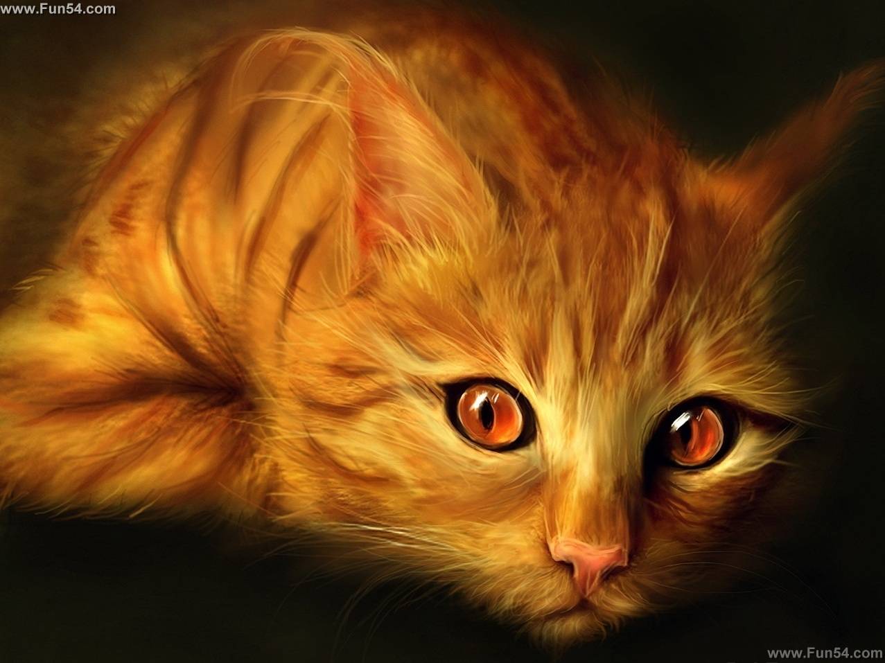 Red Eyes Brown Cat Wallpaper Home Pets Fanart