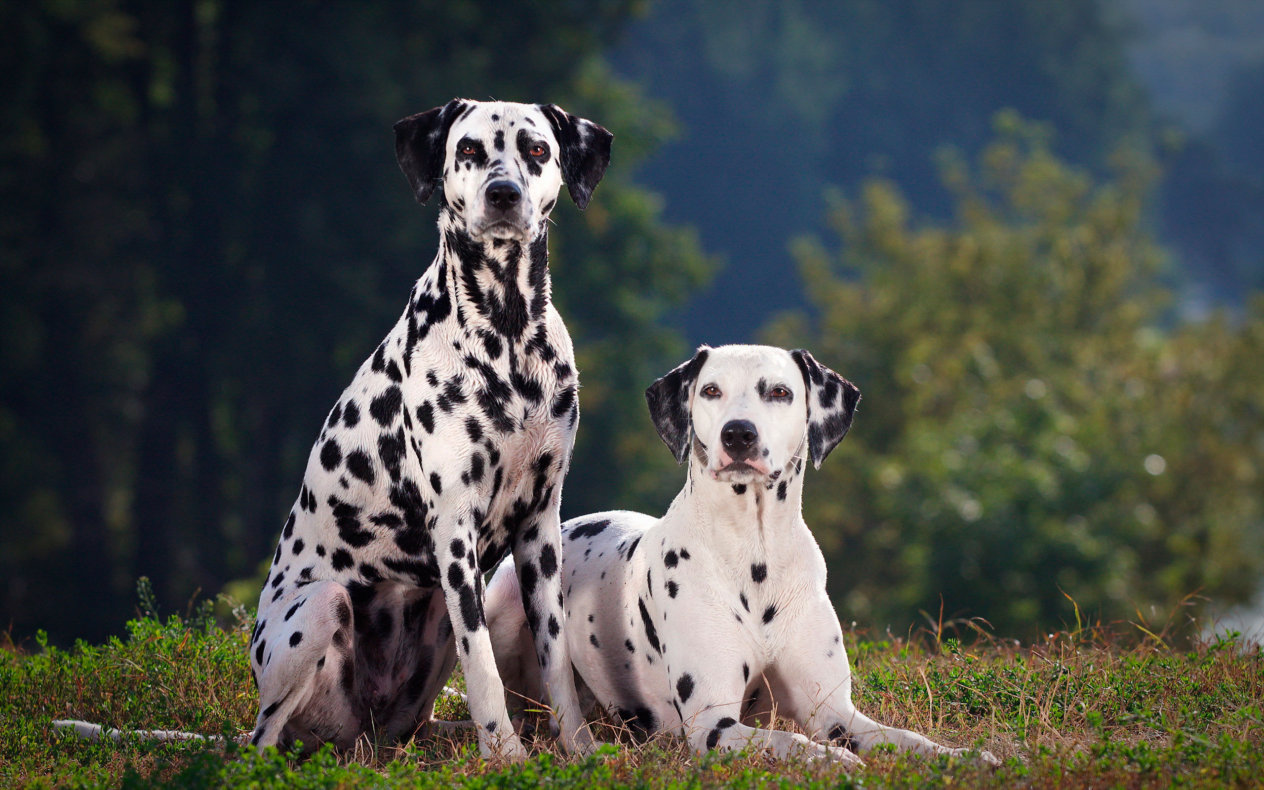 Dalmatians In The Forest Wallpaper And Image Pictures