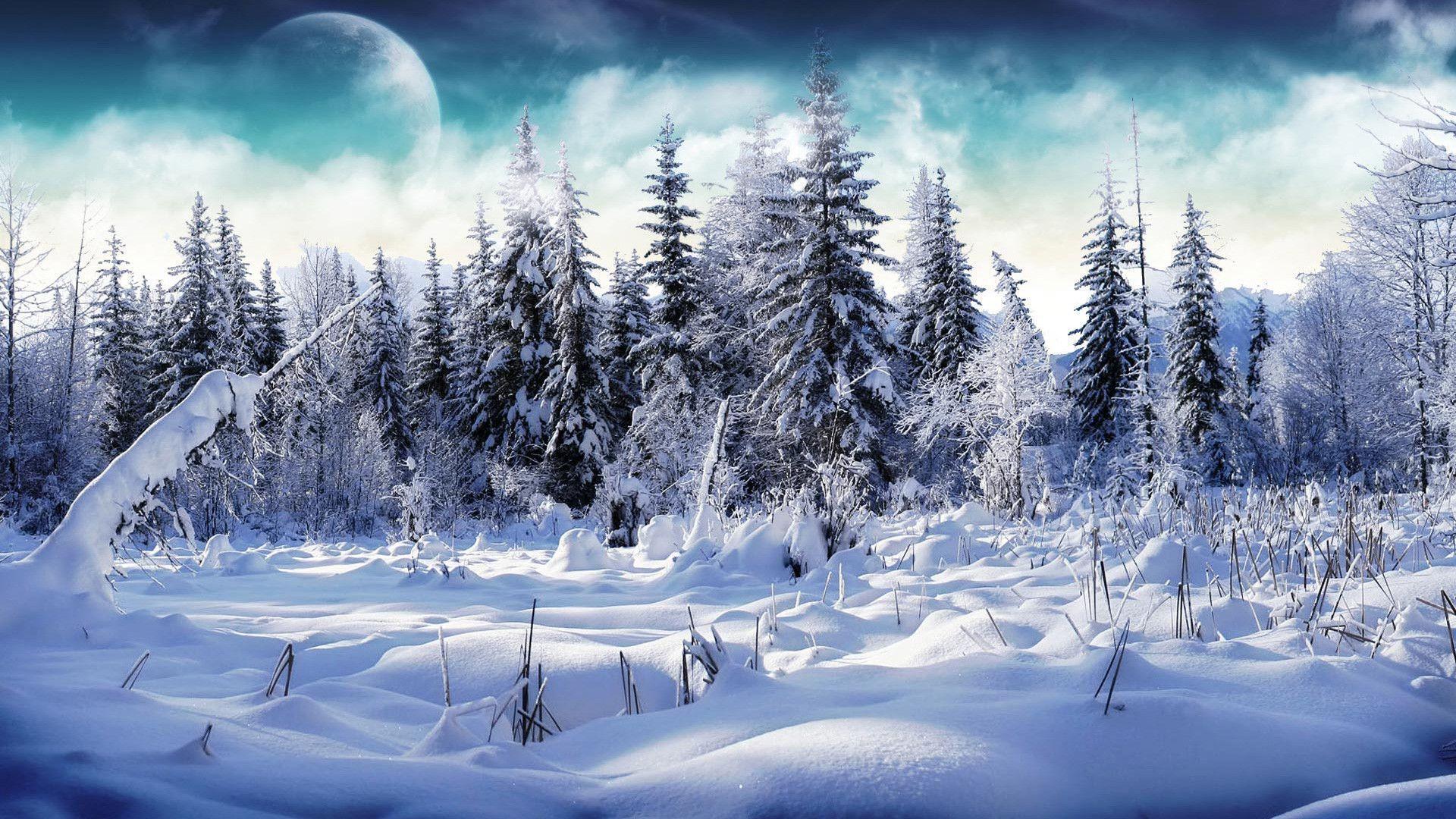 Snowy Forest Wallpaper