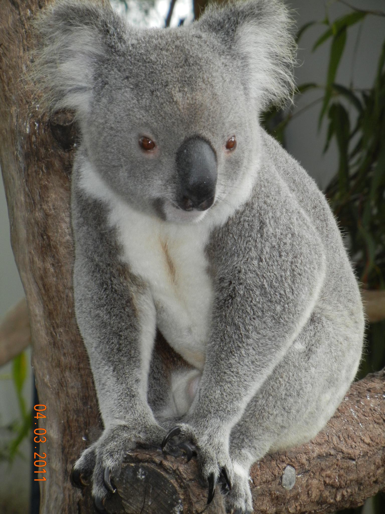 Koala Bear Wallpaper HD Bears White Boxer Cat Siamese