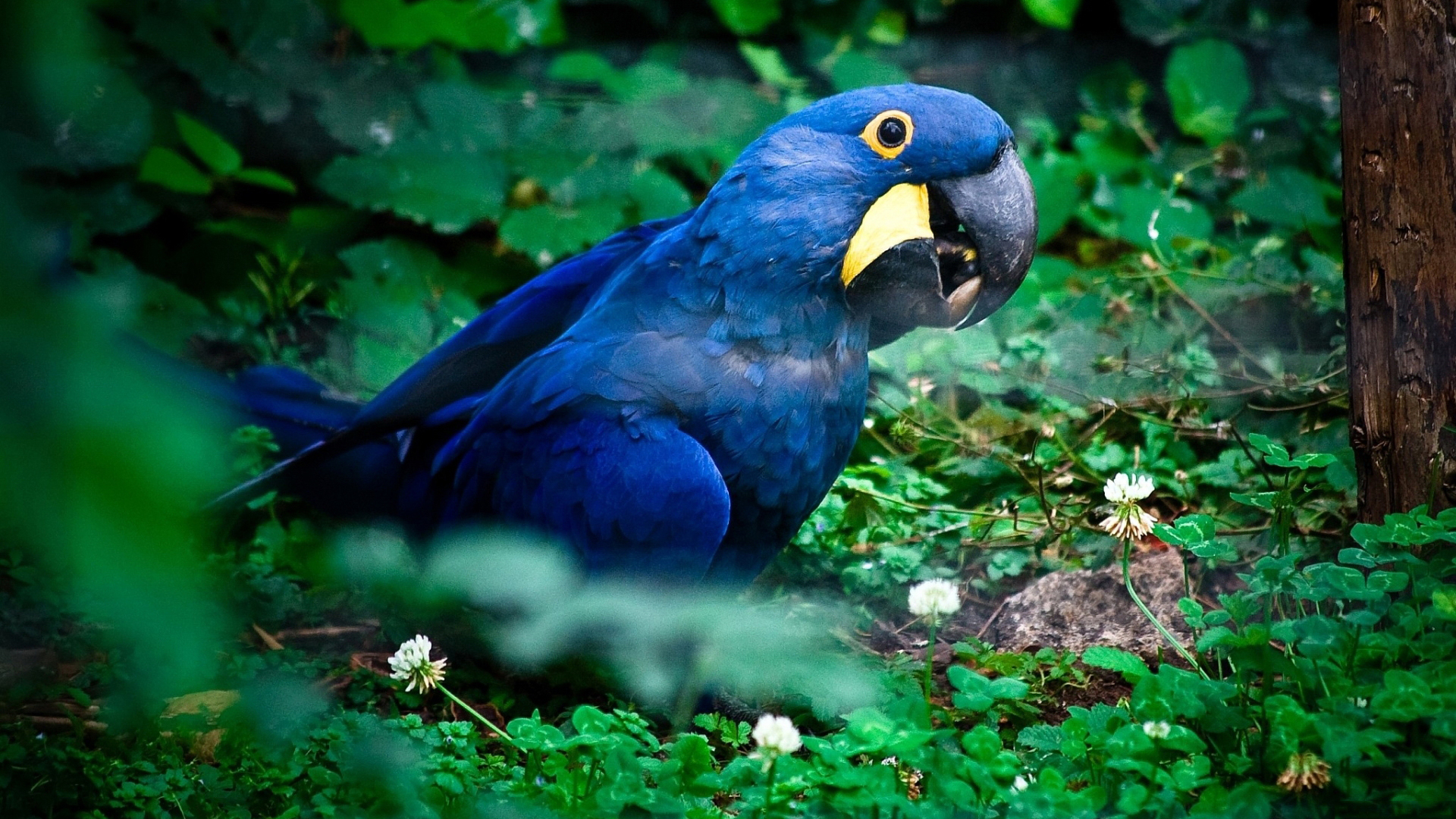Tiere   Hyacinth Macaw Wallpaper