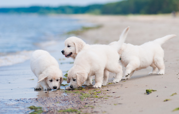 Dogs Puppies Quartet Beach Wallpaper Photos Pictures