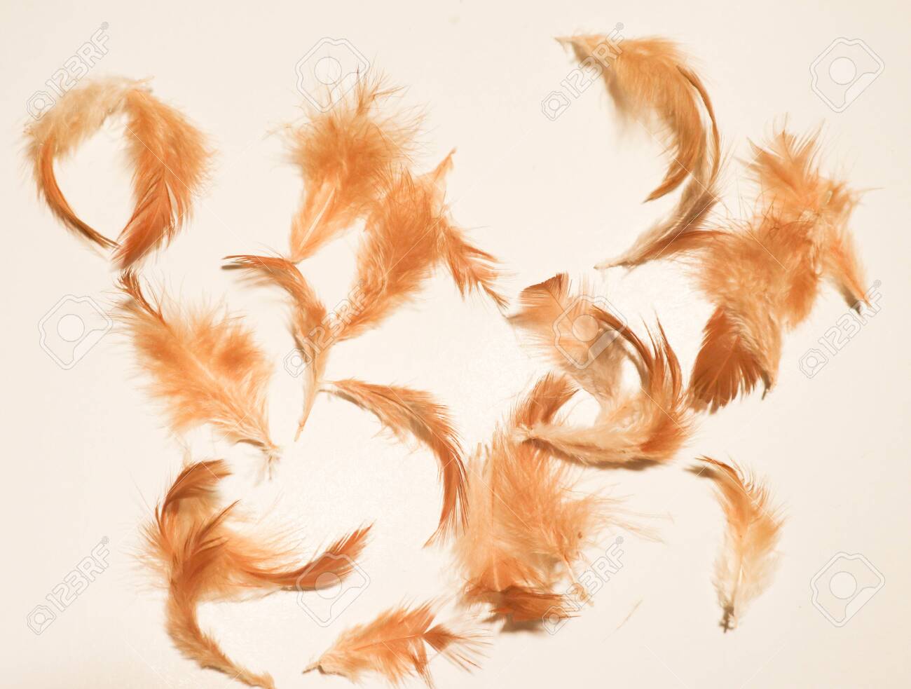 Beautiful Colorful Pink Orange White And Black Feathers Textures